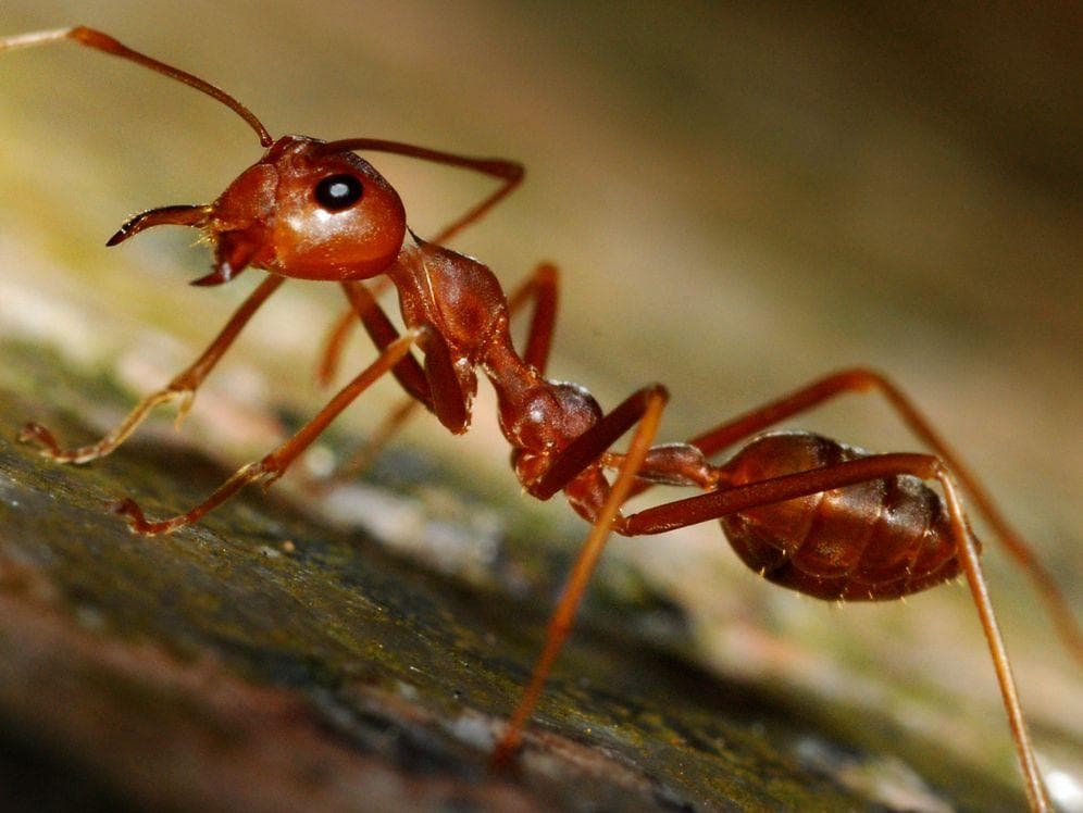 Ants Can Recognize Themselves In The Mirror