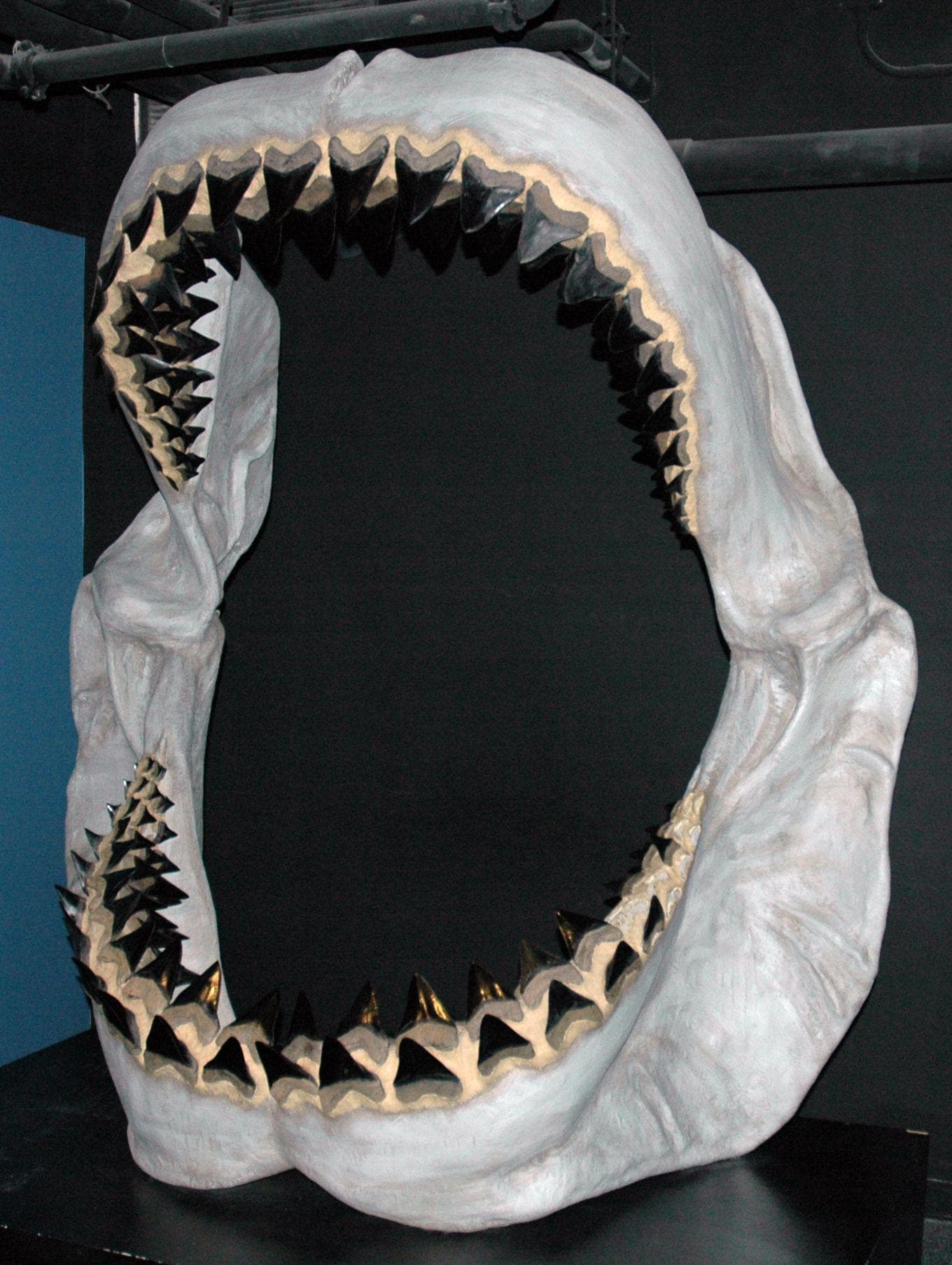 Newborn Megalodon Sharks Were Bigger Than Humans