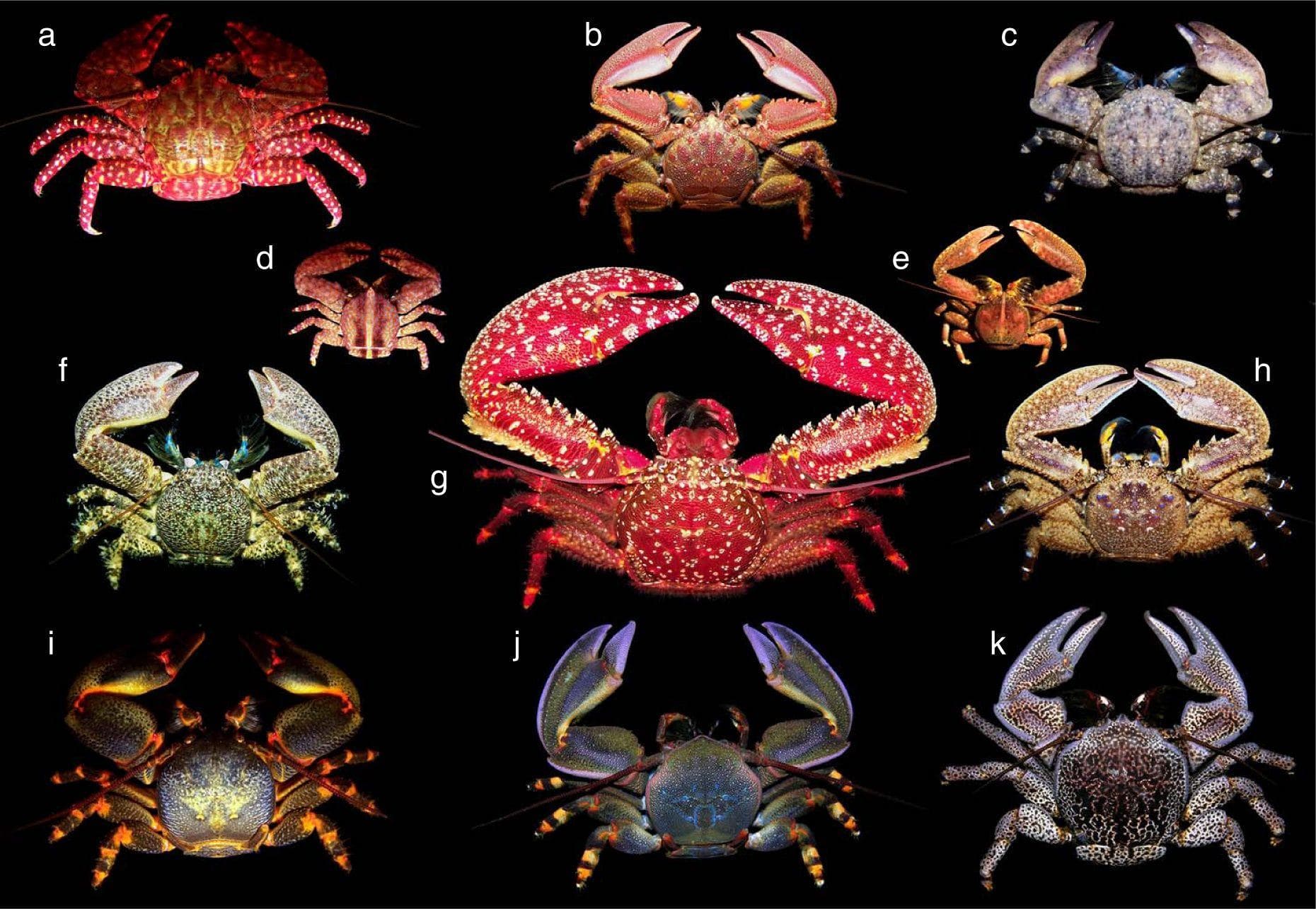 So Many Animals Have Evolved Into Crabs, There's A Scientific Term For It
