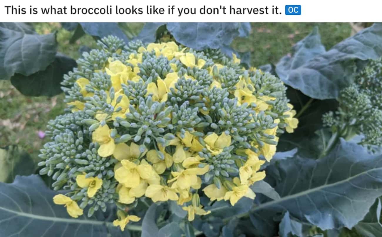 Let Broccoli Live
