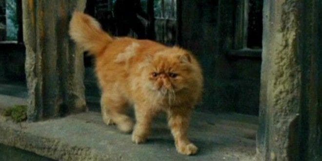 'Harry Potter' Fans Are Pointing Out Their Favorite Theories About