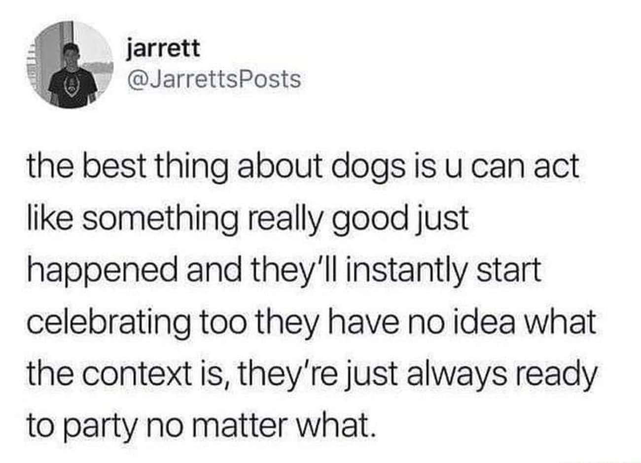 Dogs Are Always Ready To Party
