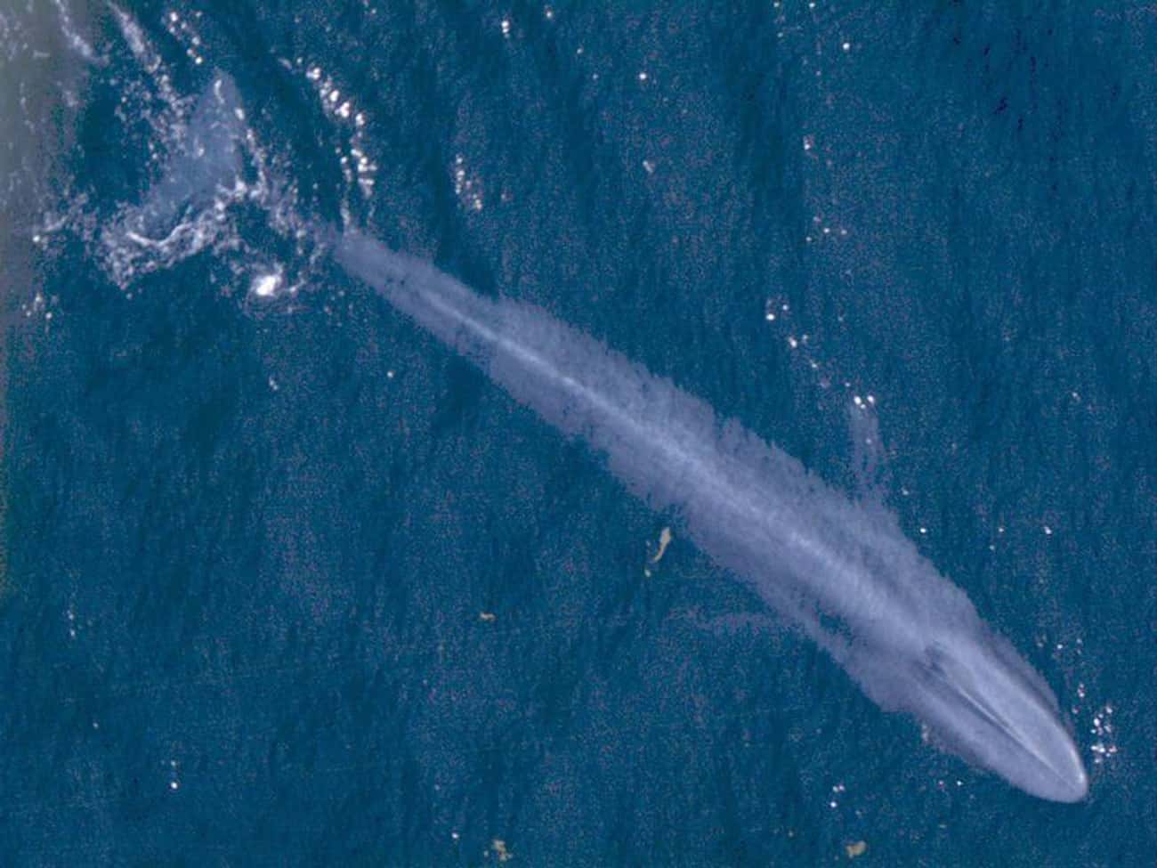 'The World's Loneliest Whale' Vocalizes At Its Own Frequency