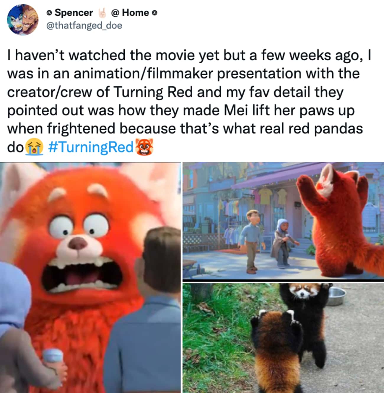 Accurate To Red Pandas