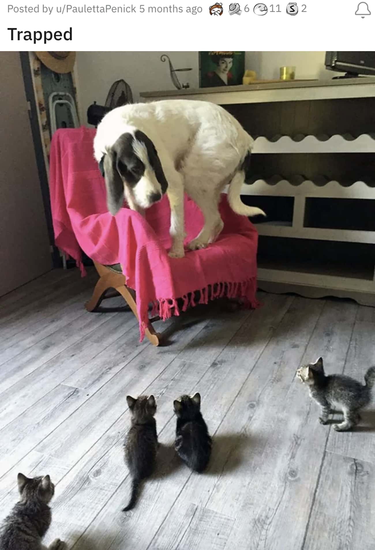 An Intimidating Kitty Crew