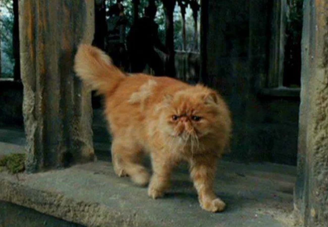 Crookshanks Used To Belong To Lily Potter
