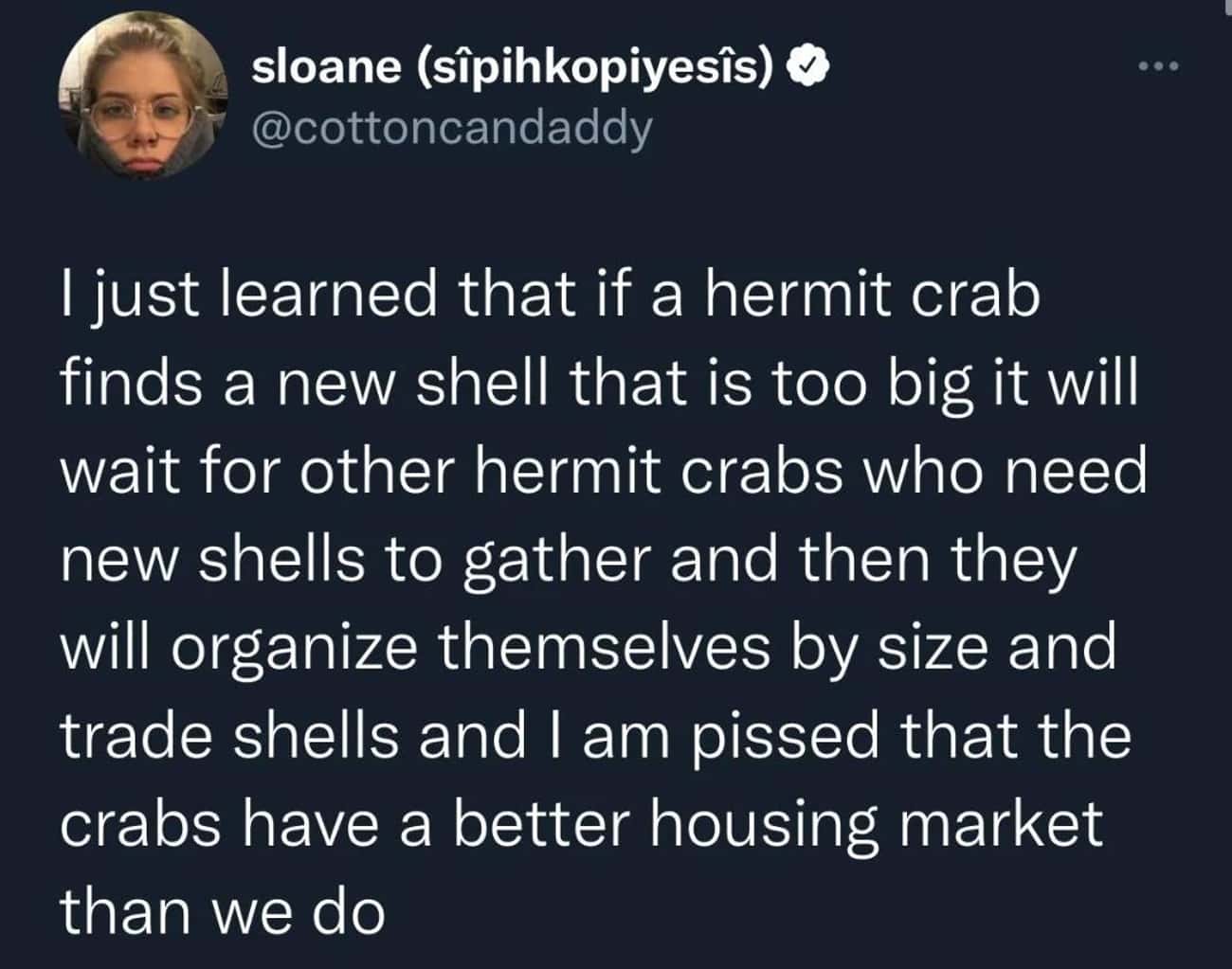 Hermit Crab Housing Market