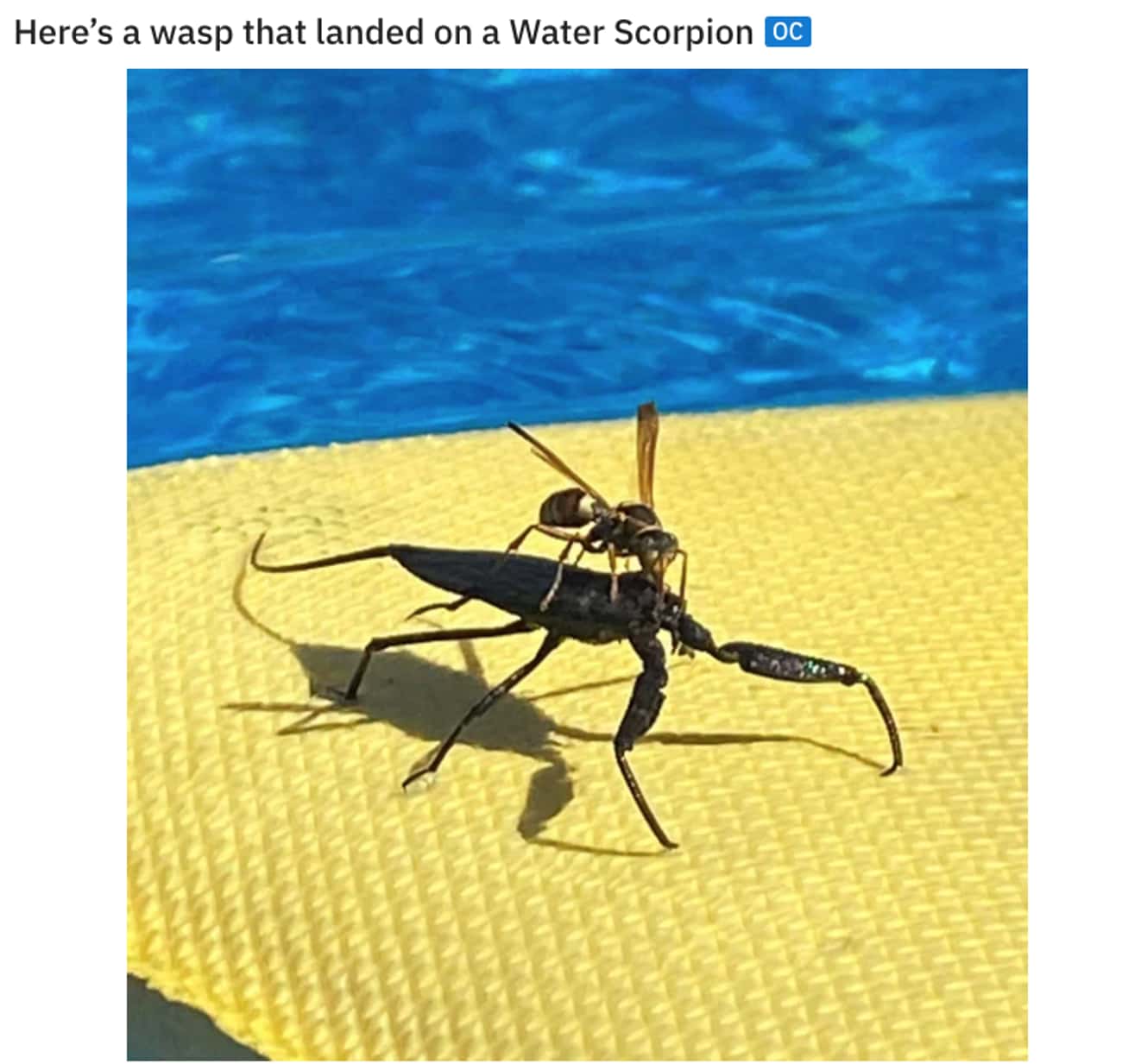 Водяной Скорпион способен к полету летает