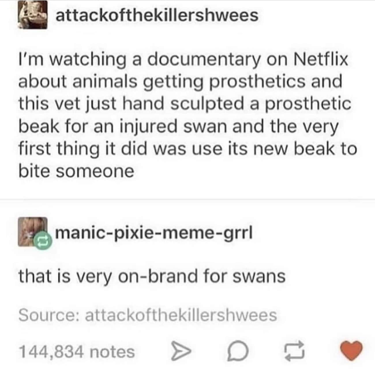 Swans May Be Beautiful, But They Are Dangerous