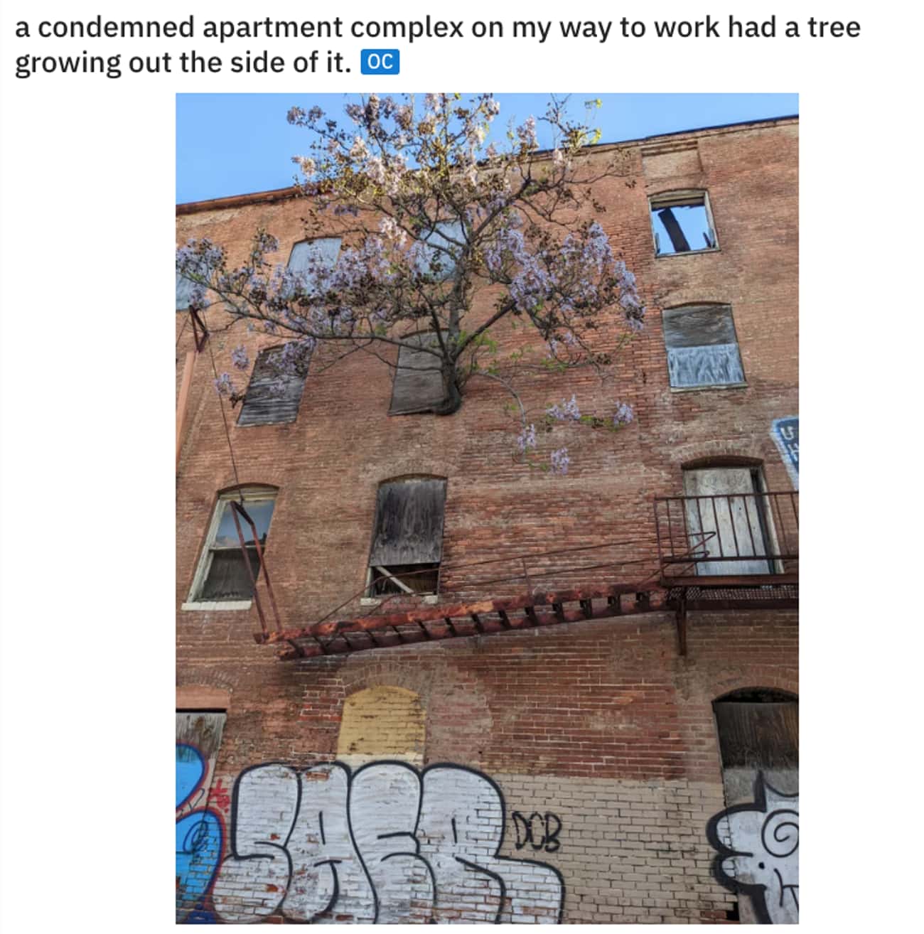 A Tree Grows
