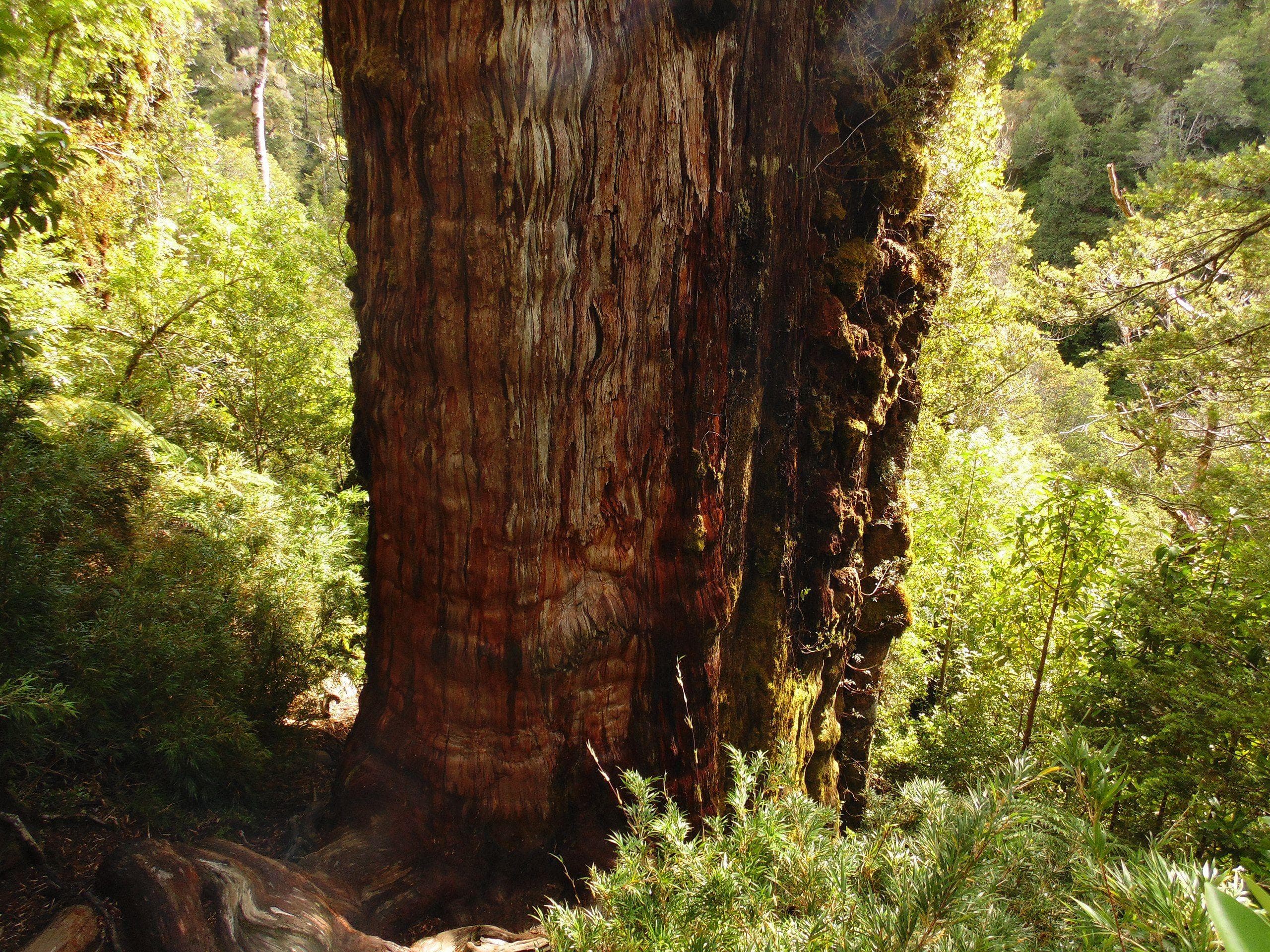 The Oldest Known Trees In The World, Ranked By How Old They Are
