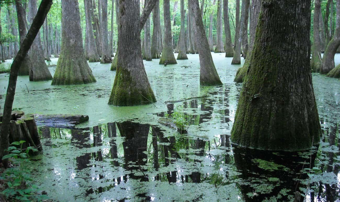 Facts About Prehistoric Times That Weren't In Our History Books