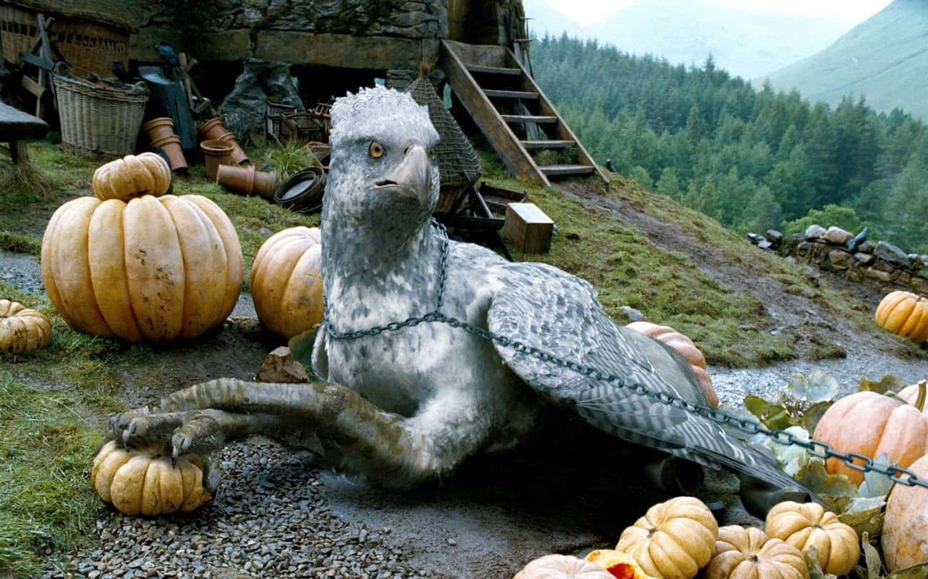 Buckbeak Returns To Hagrid's Care After Sirius's Demise And Lives Under An Alias