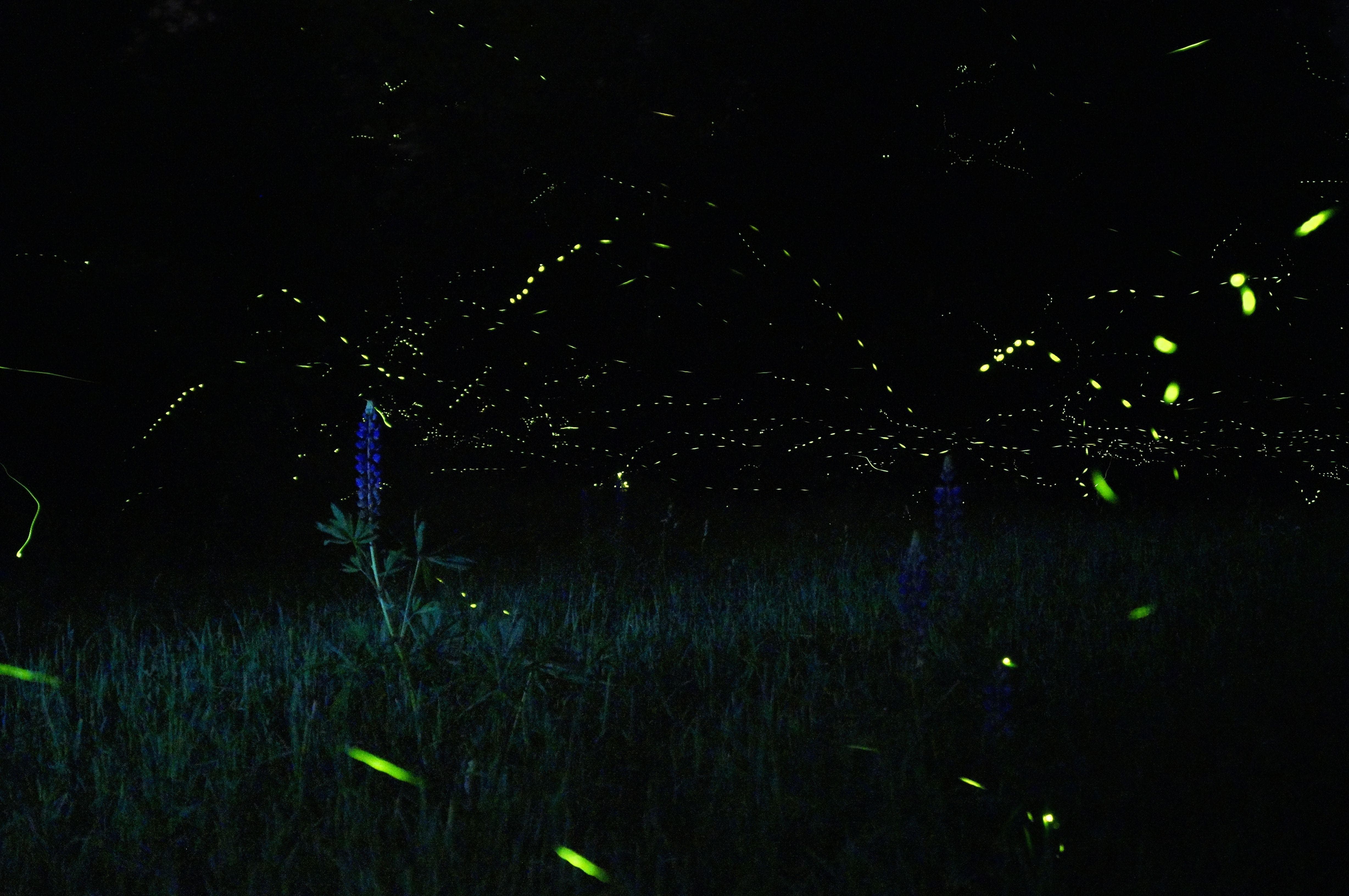 Fireflies
