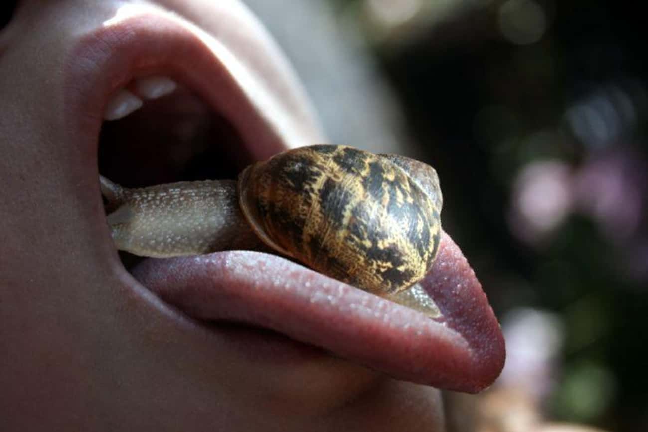  Eating A Slug Can Infect You With A Brain-Destroying Parasite