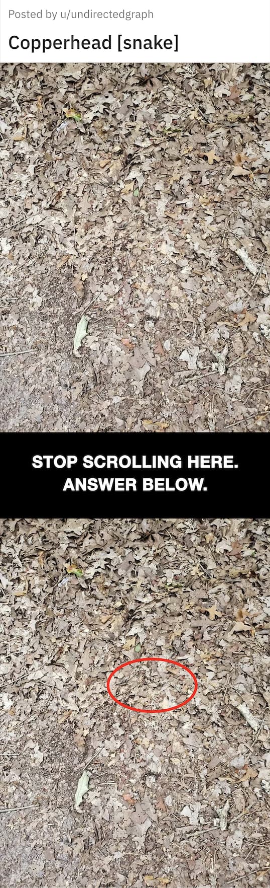 18 Photos Of Animals Hiding In Plain Sight That Left Us Doing Double Takes