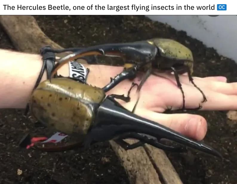 Жук геркулес. Жук носорог геркулес. Жук геркулес исчезающий вид. Жук геркулес исчезающий вид. Жук геркулес самка.