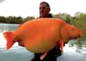 A 67-Pound 'Goldfish' In Champagne, France (2022) on Random Fascinating Photos Of Historical Fishermen With Their Big Catches