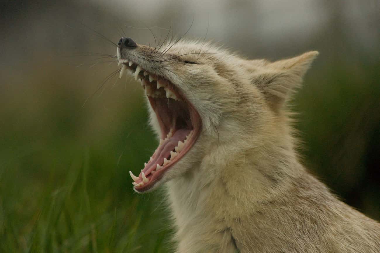 Why We Yawn, And Why It's Contagious
