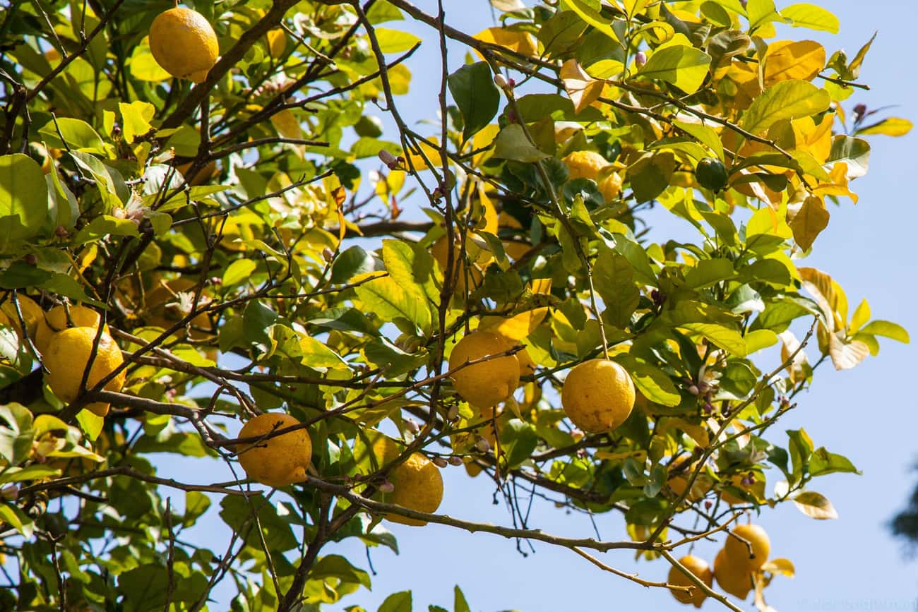 The Discovery That Lemons Cured Scurvy May Have Led To The Sicilian Mafia