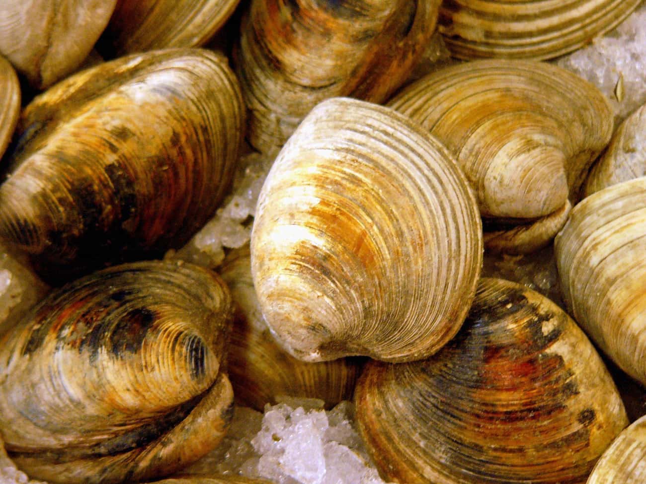 A Research Project Accidentally Killed Ming, The World’s Oldest Clam