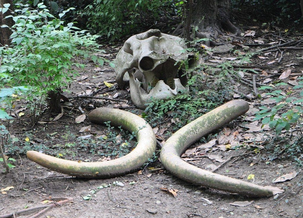 Kitum Cave Contains An Elephant Graveyard 
