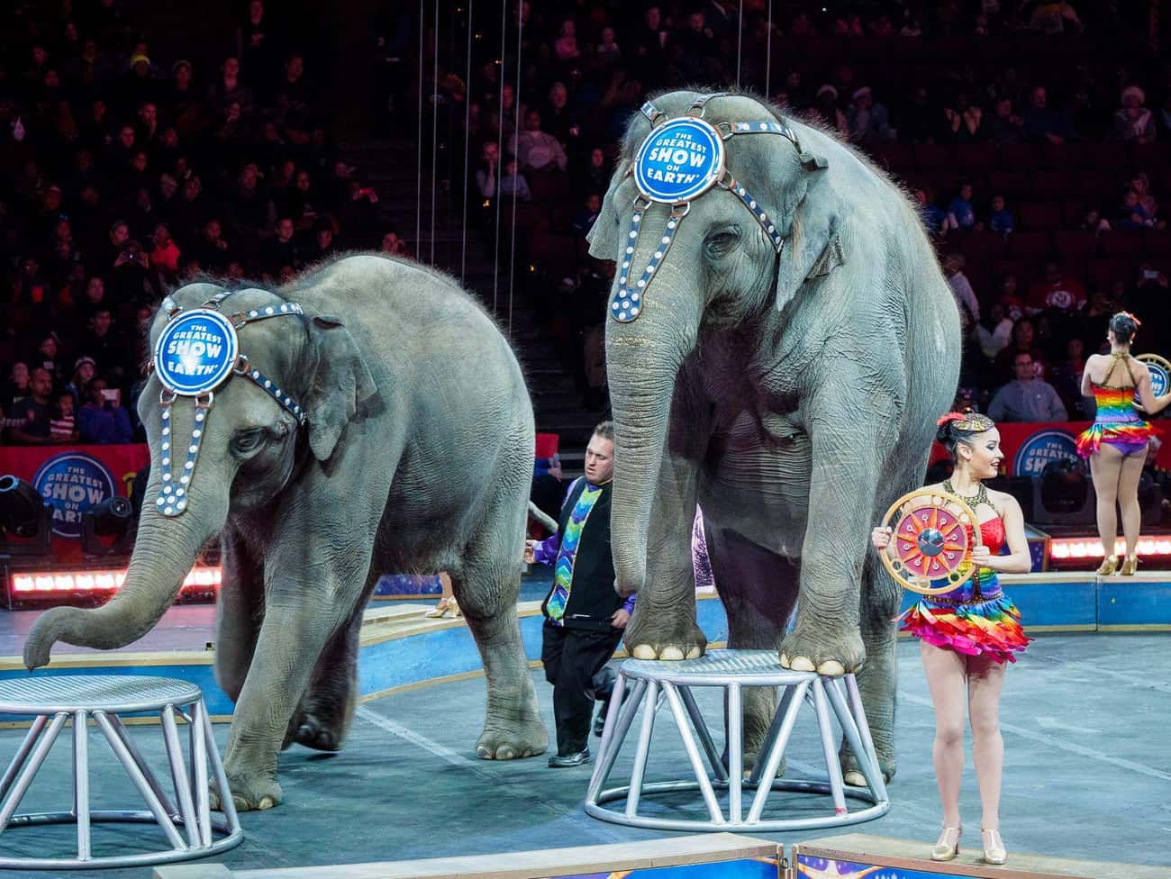 Ringling Bros. And Barnum & Bailey Circus Retired Elephants After Activist Protests And Numerous Cities Banned Their Performances