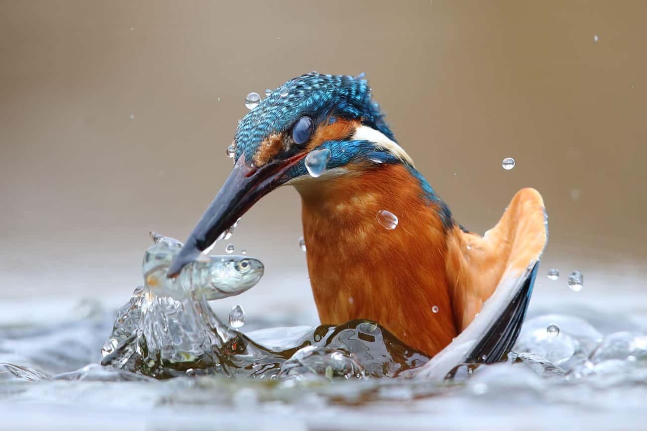 2020 - Common Kingfisher Hunting In Water