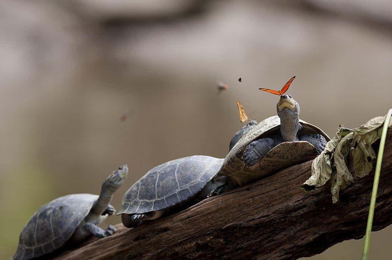 2014 - Butterfly Feeding On Turtle Tears In Ecuador