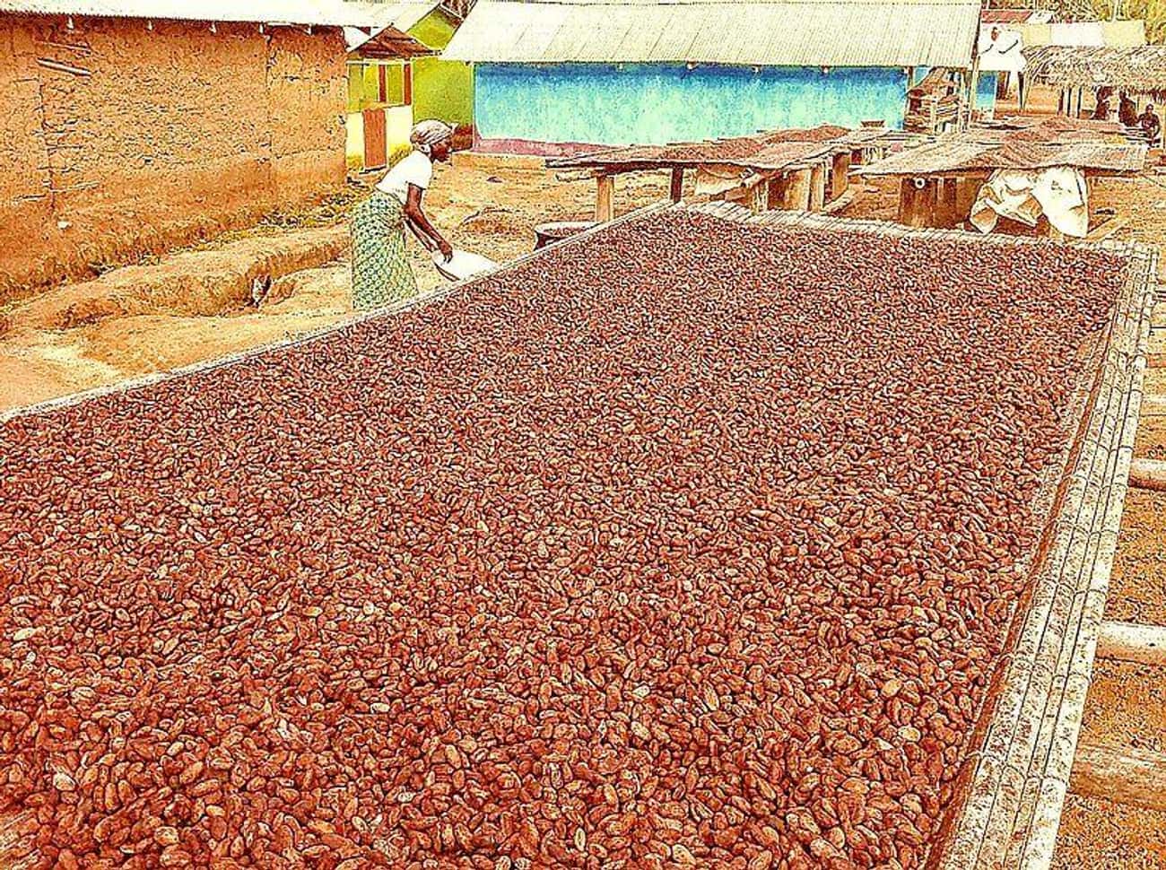 The Majority Of The World's Cacao Comes From Africa