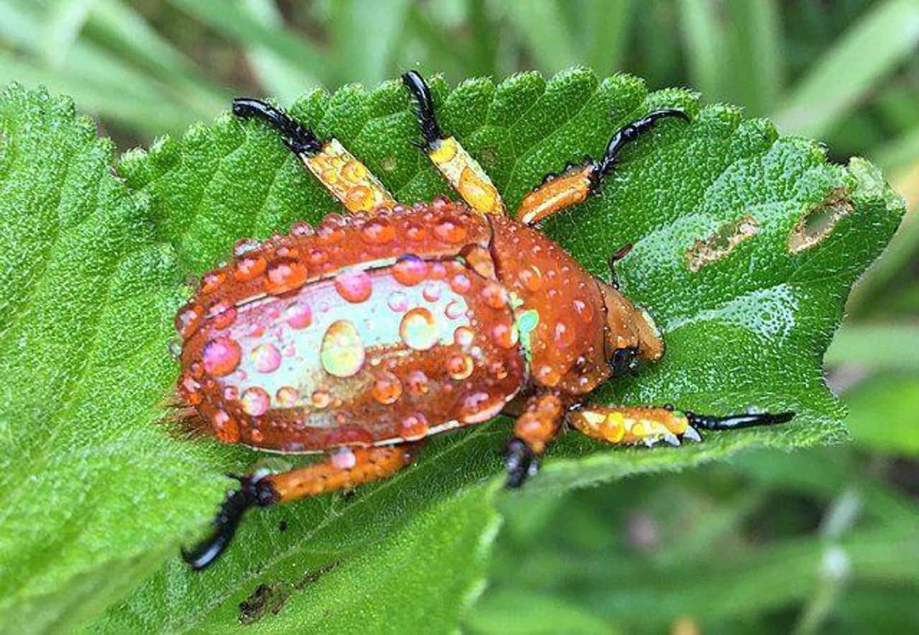 Christmas Beetles Were Prosecuted For Decimating Crops