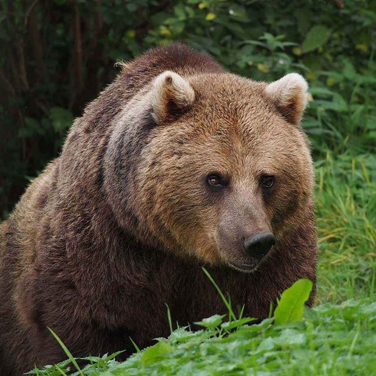 Katya The Bear Served 15 Years In Jail Before Being Released To A Zoo