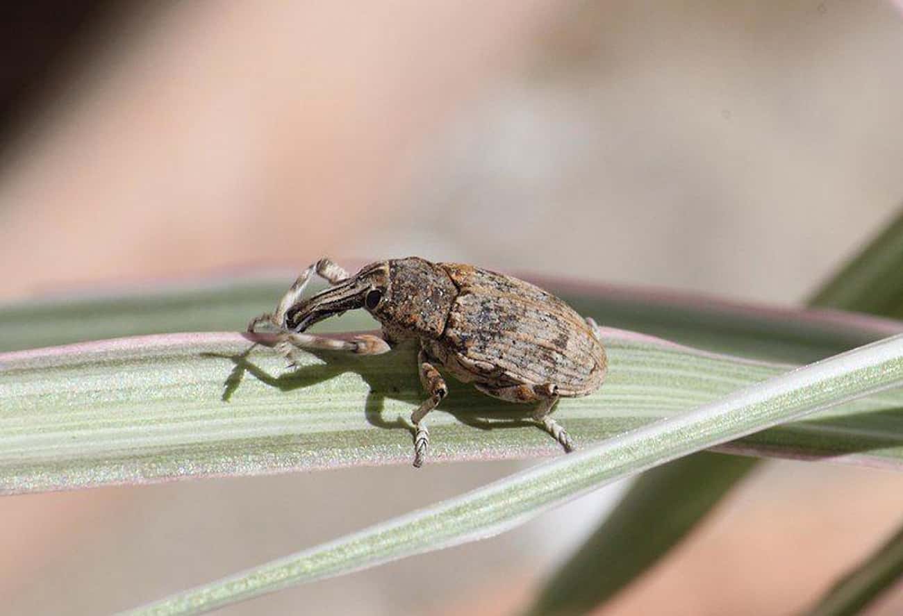 Weevils Were Involved In An Eight-Month Trial For Destroying A Vineyard