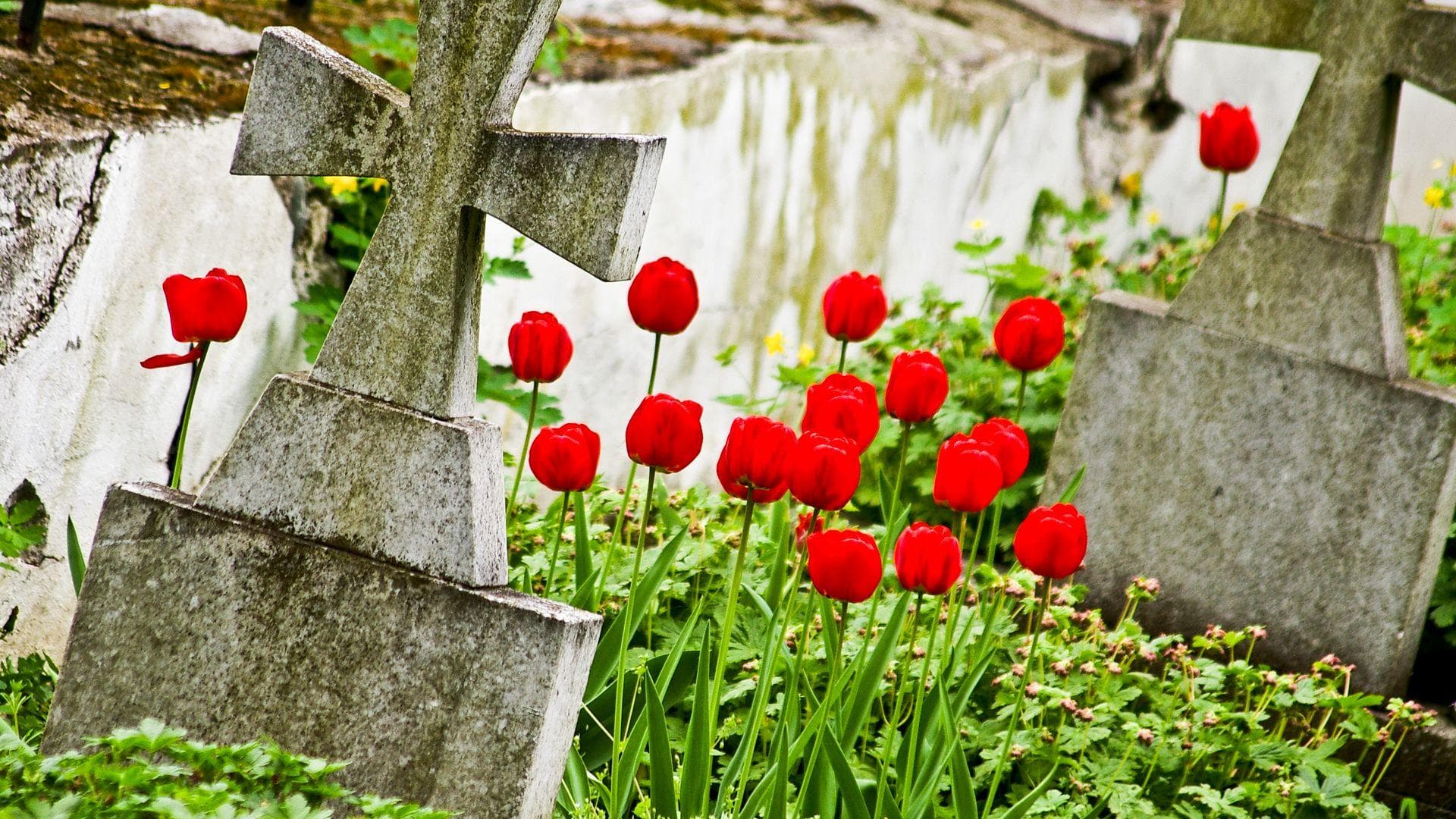 Give The Director Flowers From A Graveyard At The Close Of A Show