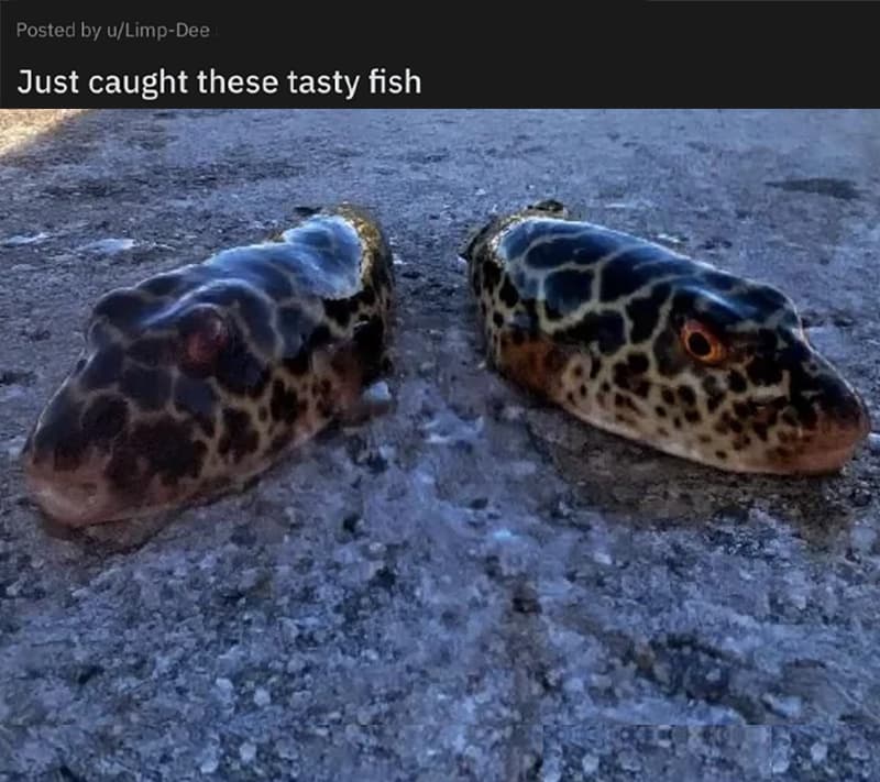 What Are These Fish?