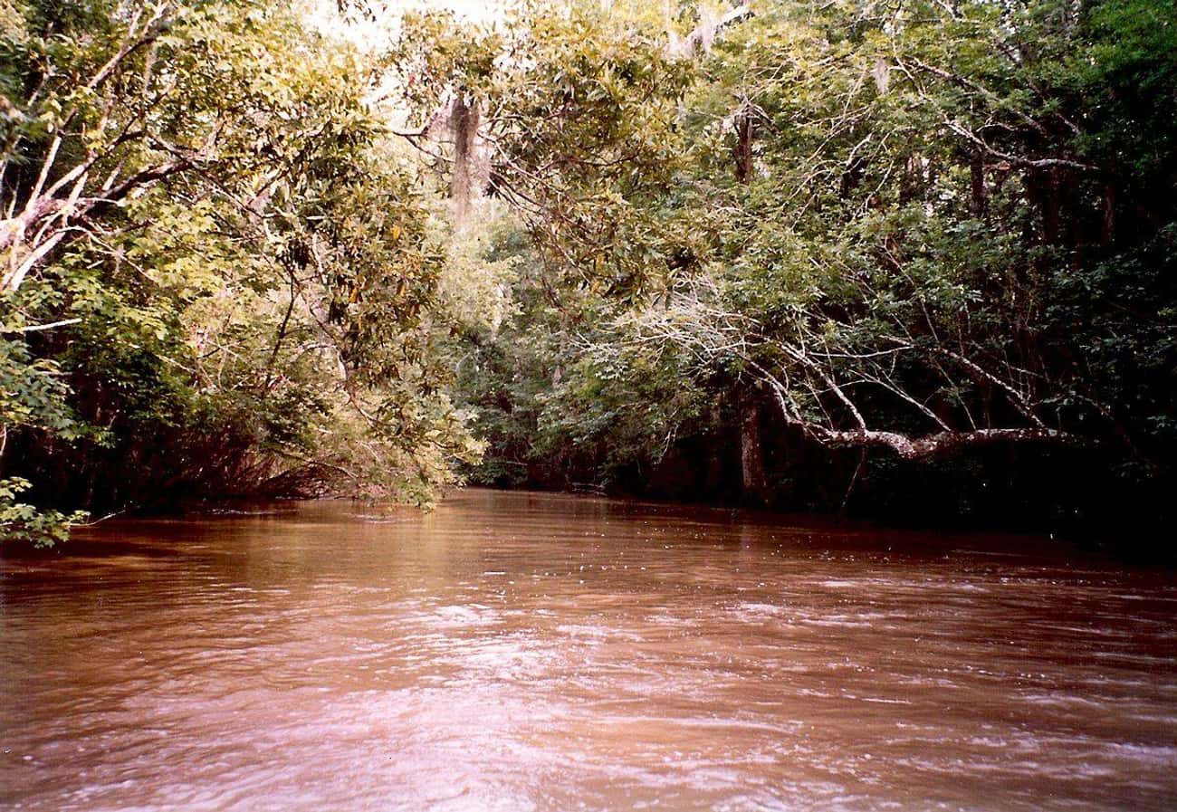 Manchac Swamp Is Said To Be Haunted By Julia Brown 