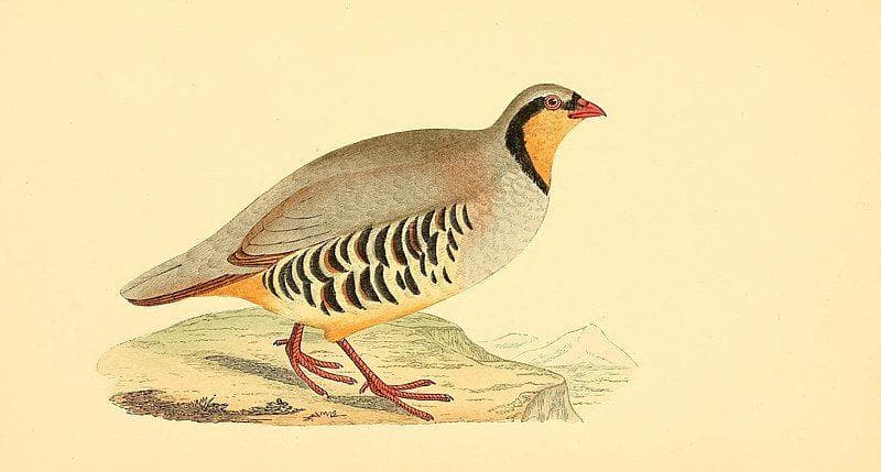 A Partridge In A Pear Tree On The First Day Of Christmas