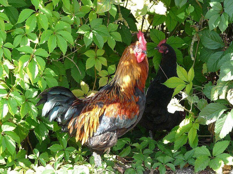 Three French Hens On The Third Day Of Christmas