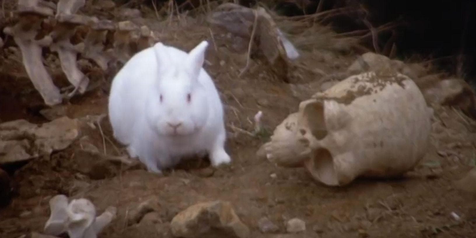 The 20 Weirdest Phobias That Terrify People, Ranked