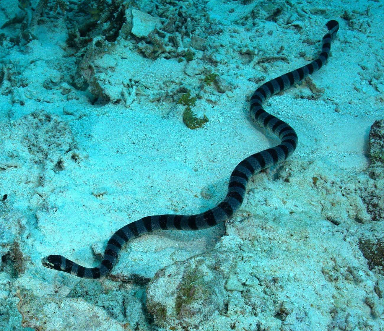 Beaked Sea Snakes