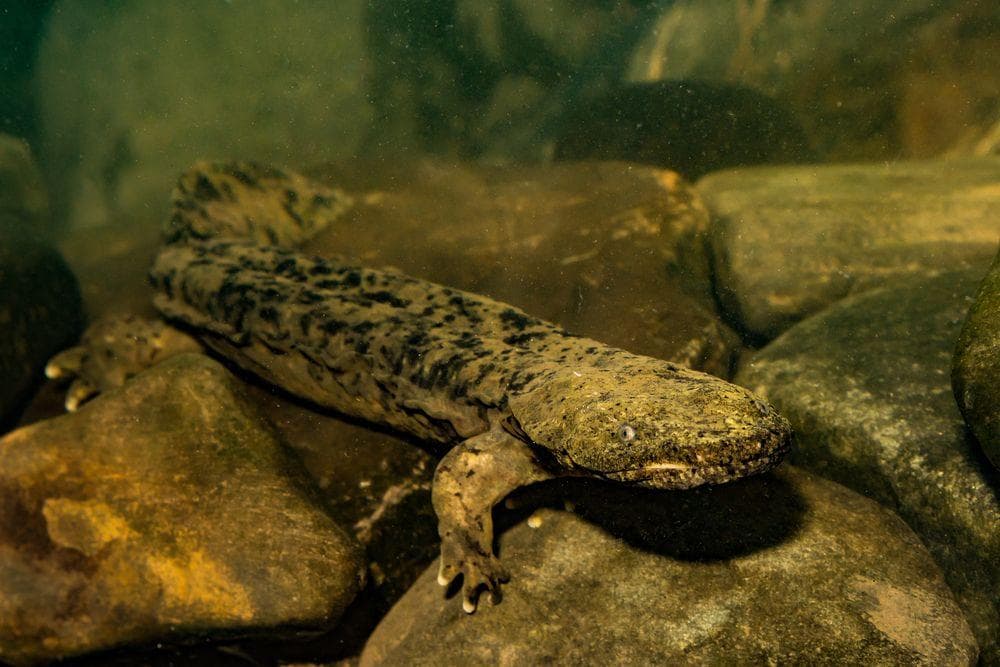 The 16 Weird Animal Names, Ranked By Animal Lovers