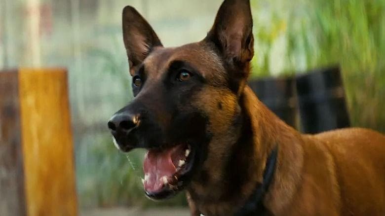 Every 'Fallout' TV Show Animal, Monster, and Creature, Ranked
