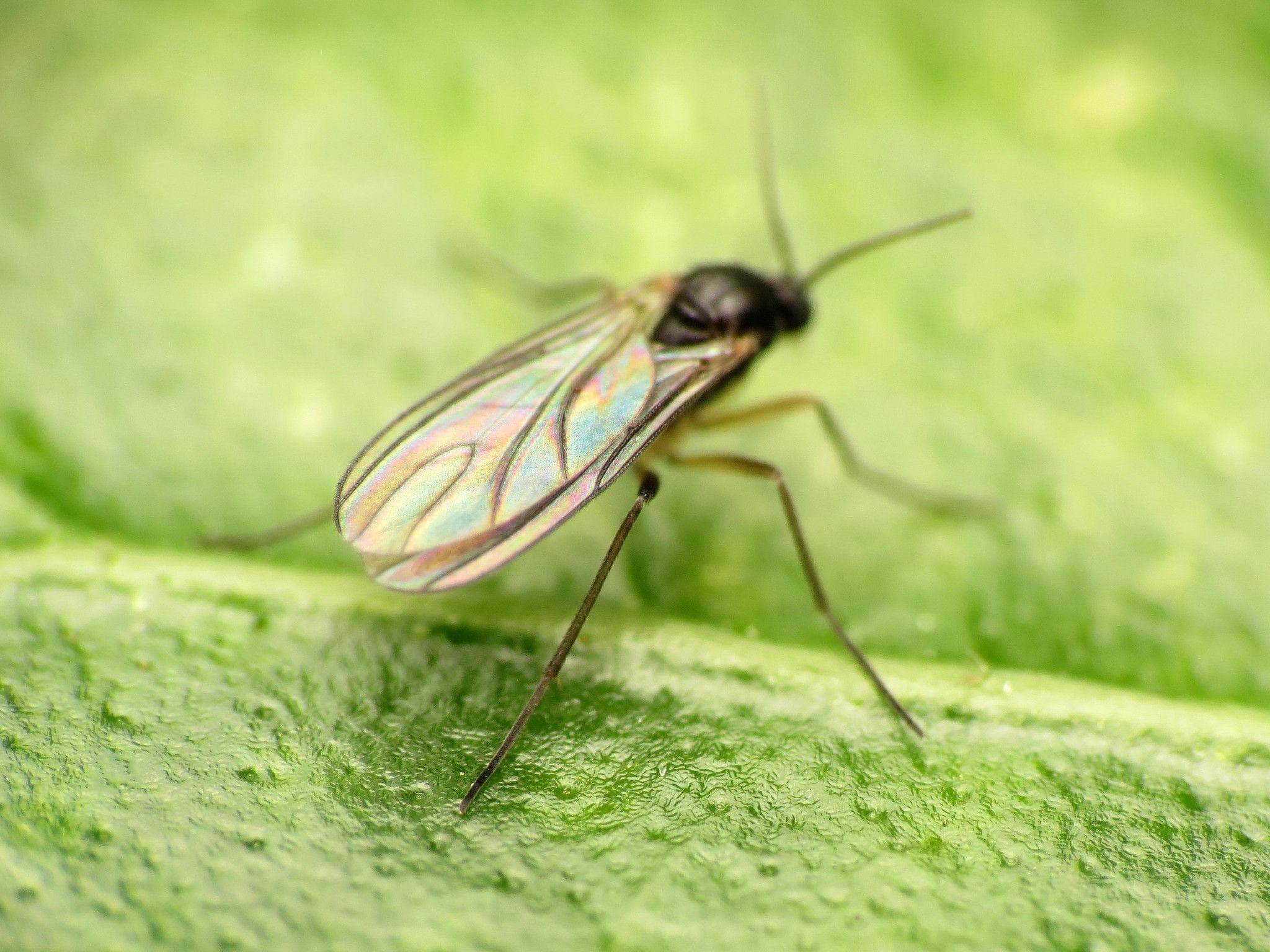 The 14 Most Annoying Insects, Ranked