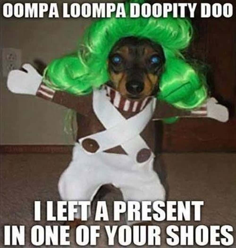 Doggy Oompa Loompa Left A Present For You