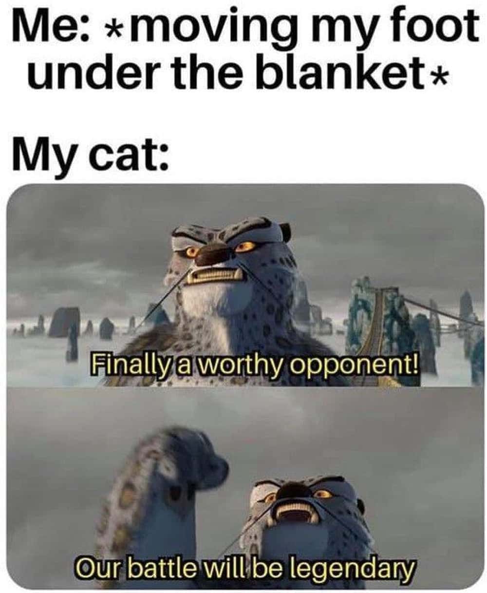 Your Cat Has Found A Worthy Opponent