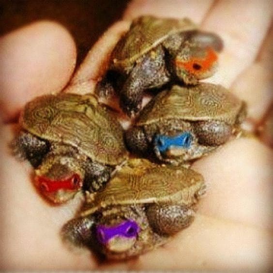 The 27 Funniest Turtle Memes, Ranked