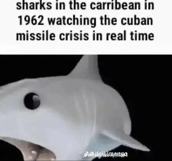 the-28-funniest-shark-memes-ranked