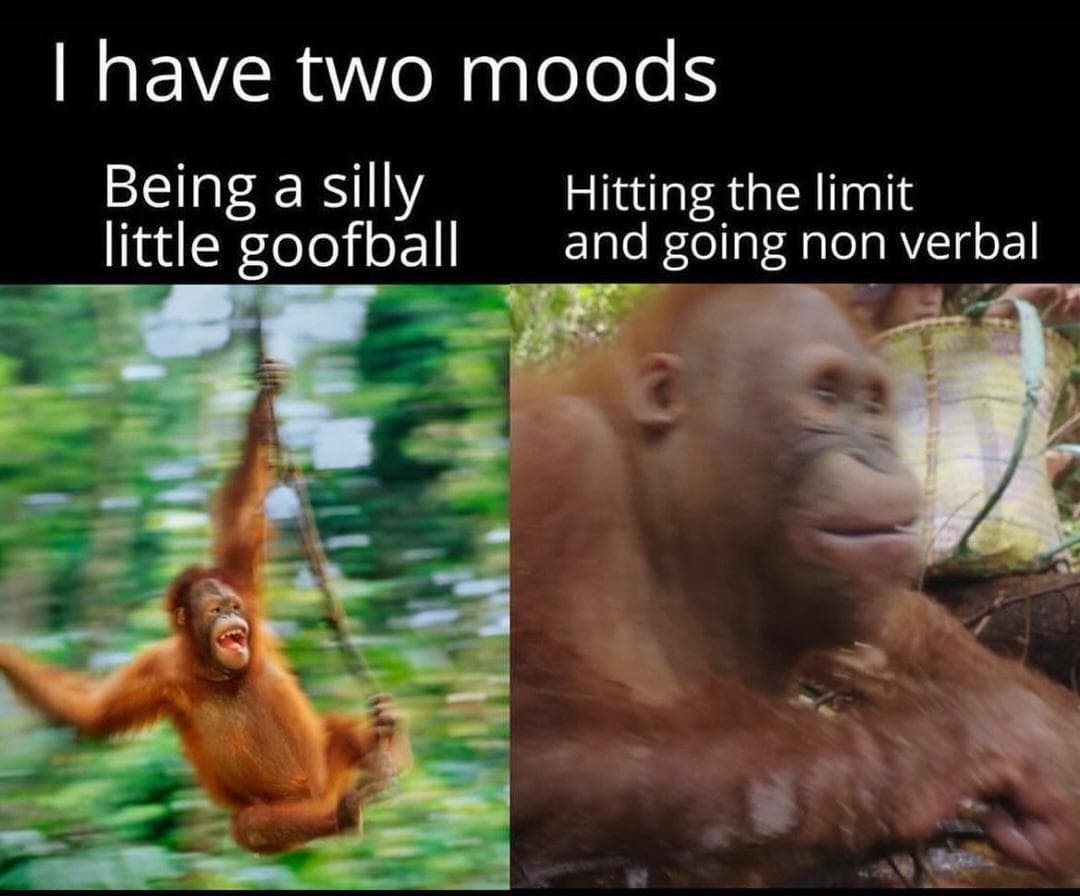 the-18-funniest-orangutan-memes-that-deserve-an-ape-plus