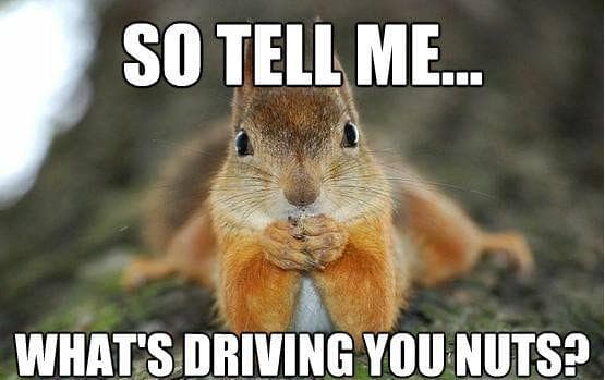 The 25 Funniest Squirrel Memes, Ranked