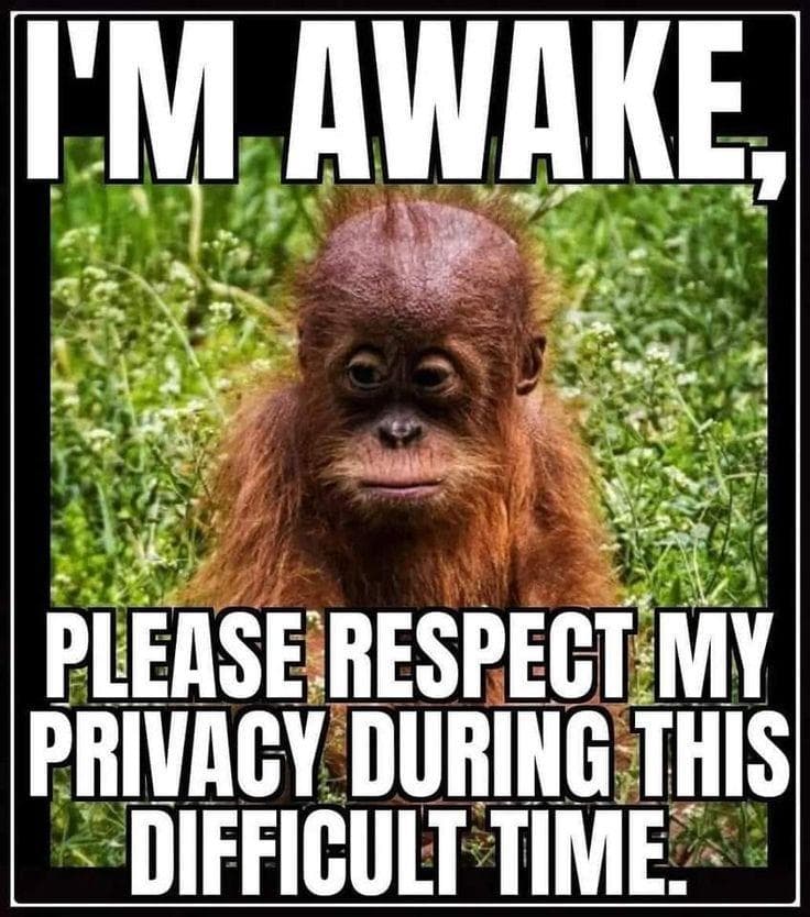 the-18-funniest-orangutan-memes-that-deserve-an-ape-plus
